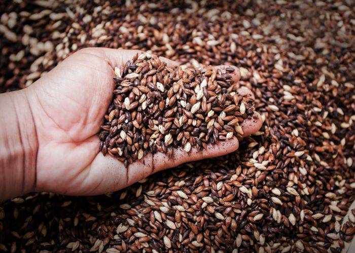 A hand scooping up mugicha barley grains.